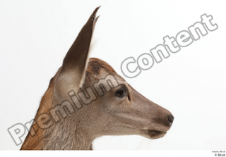 Doe  1 head 0009.jpg